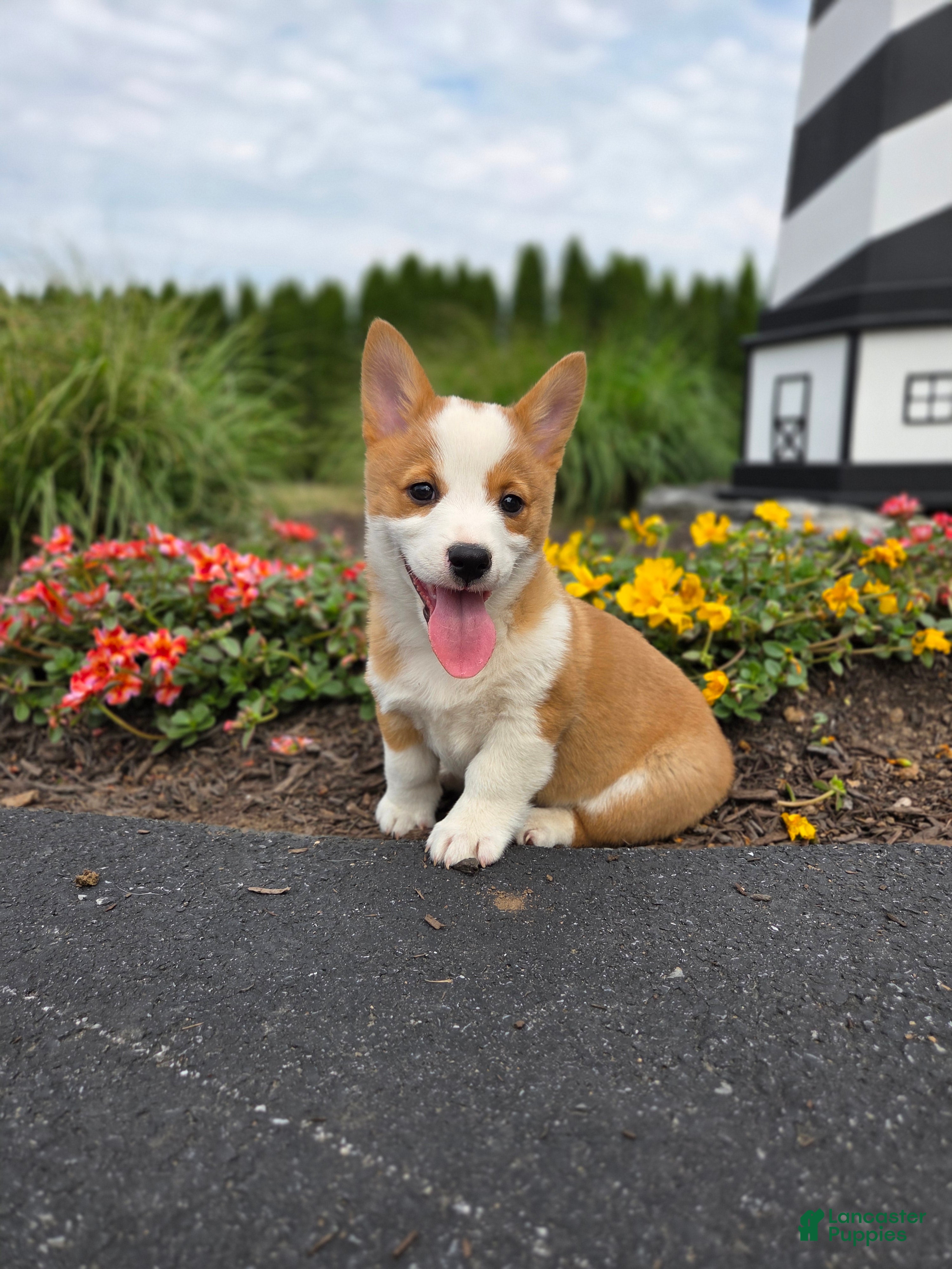 Welsh Corgi Pembroke dogs Peanut - Ad 1
