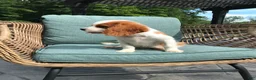 Cavalier King Charles Spaniel dogs for sale: Cavalier King Charles Spaniel 1 - Ad 9