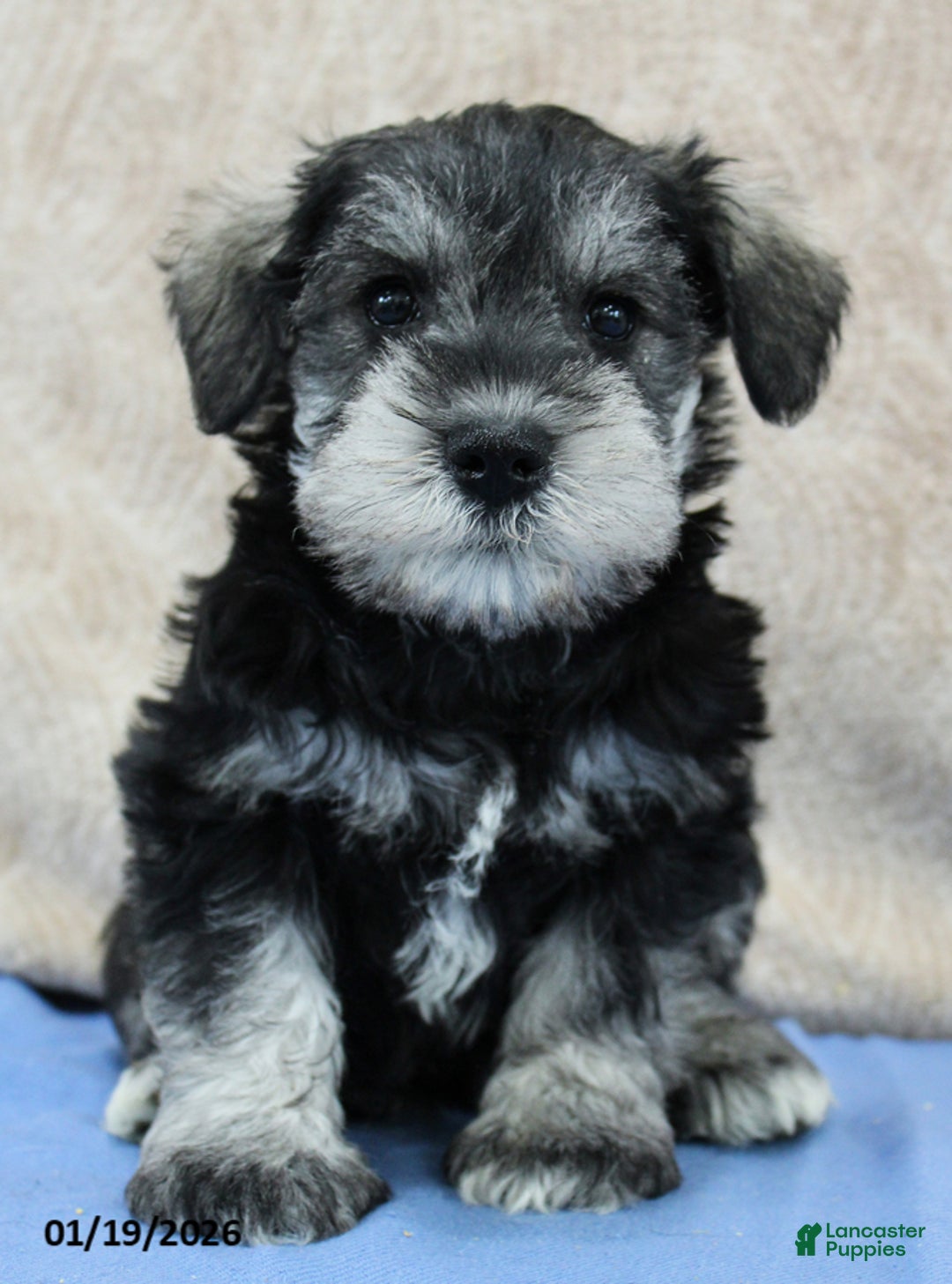 Miniature Schnauzer dogs for sale: Quip - Ad 3