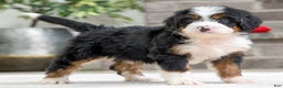 Mini Bernedoodle dogs for sale: Simba - Ad 3