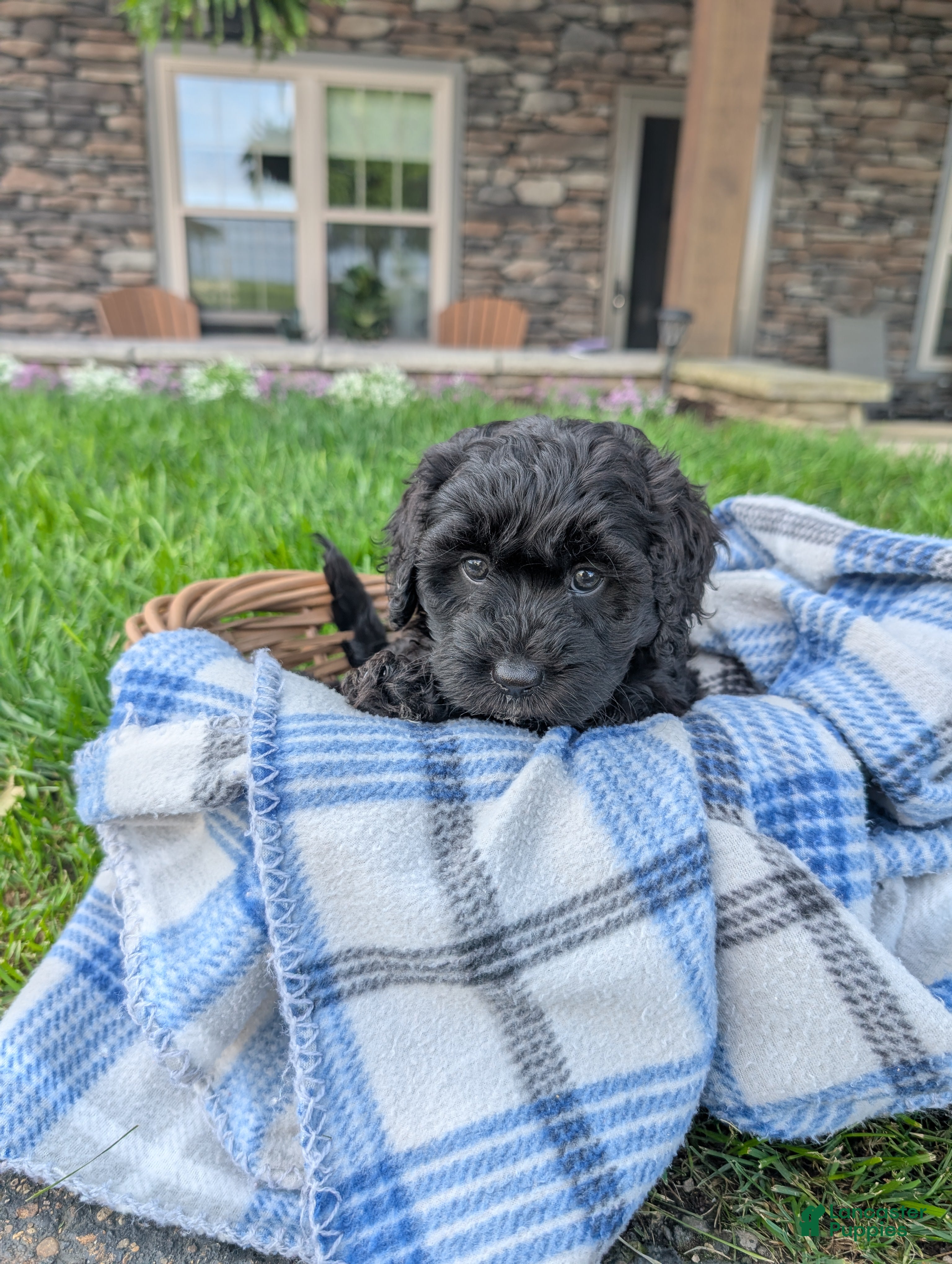 Cavapoo dogs Scotty  - Ad 2