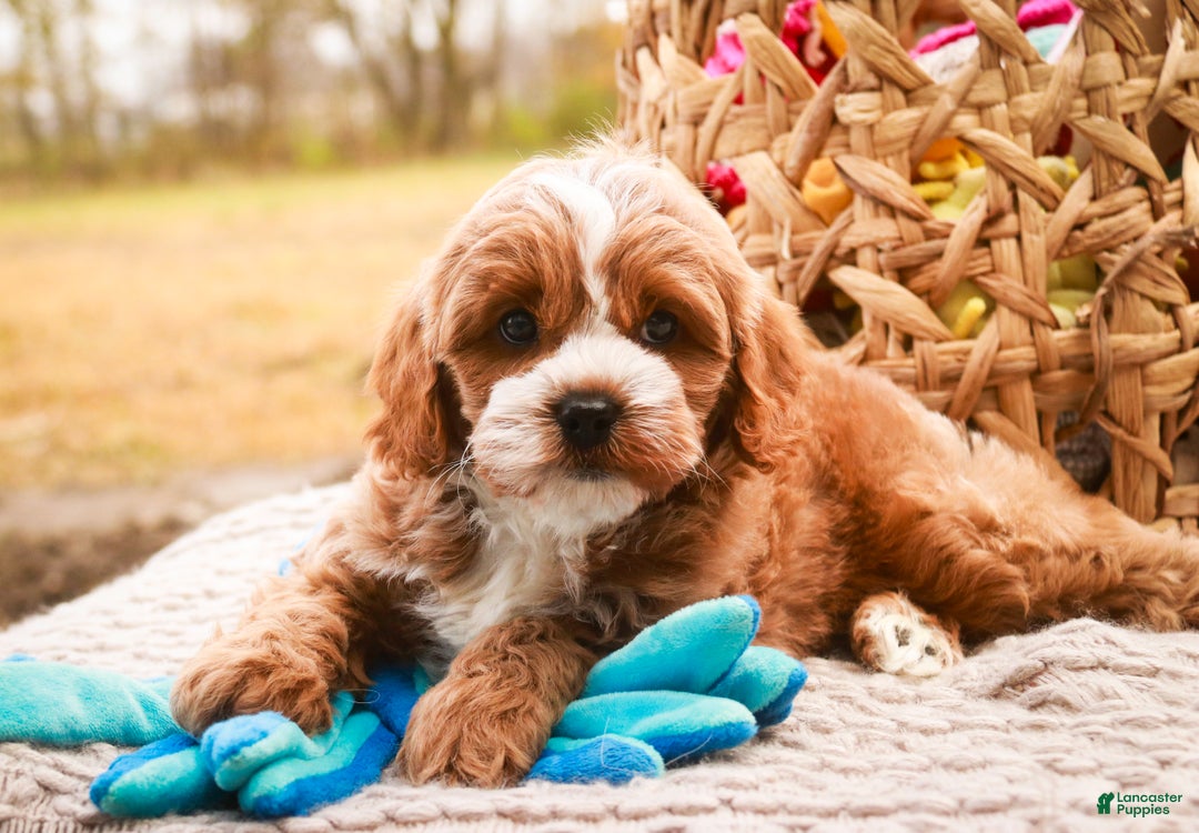 Cavapoo dogs for sale: Kohen - Ad 2