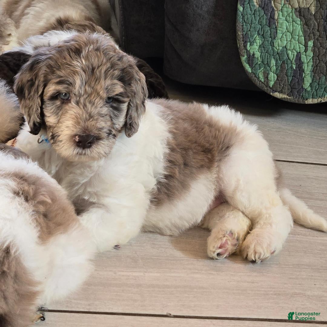 Newfypoo dogs Light Blue - Ad 1