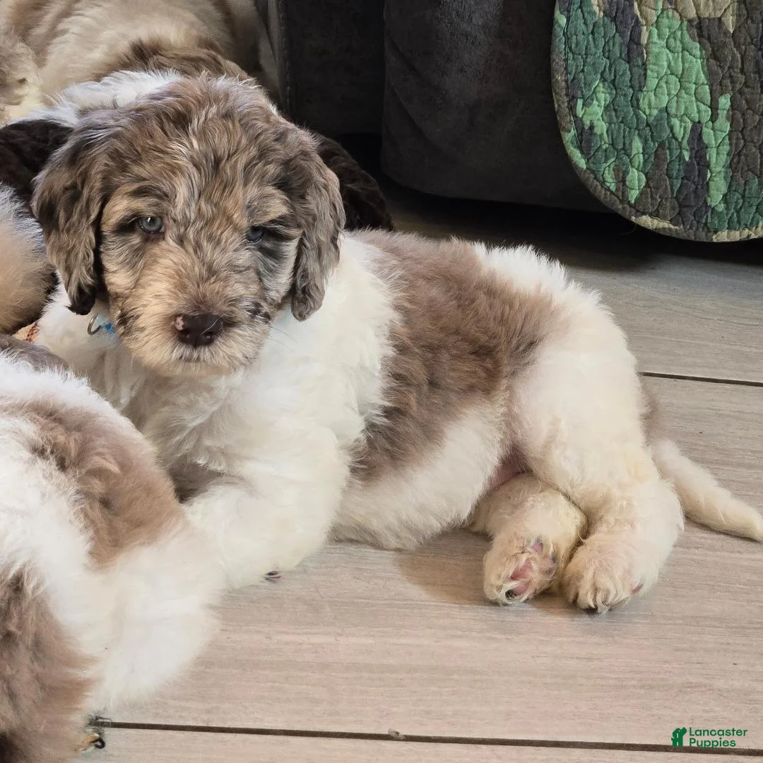 Newfypoo dogs for sale: Light Blue - Ad 1