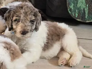 Newfypoo dogs for sale: Light Blue - Ad 3