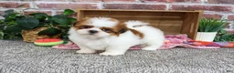 Shih Tzu dogs for sale: Dahlia - Ad 1
