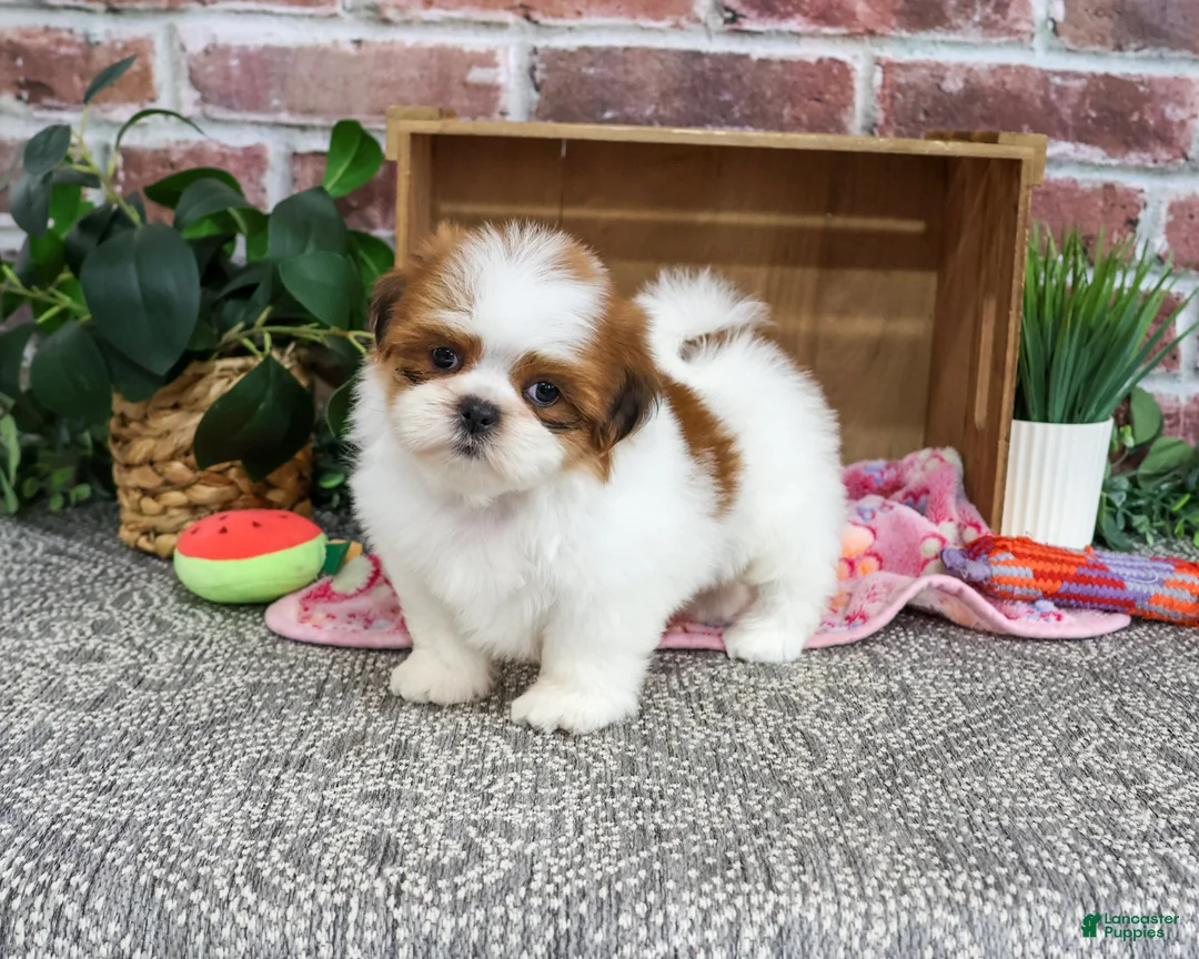 Shih Tzu dogs for sale: Dahlia - Ad 1