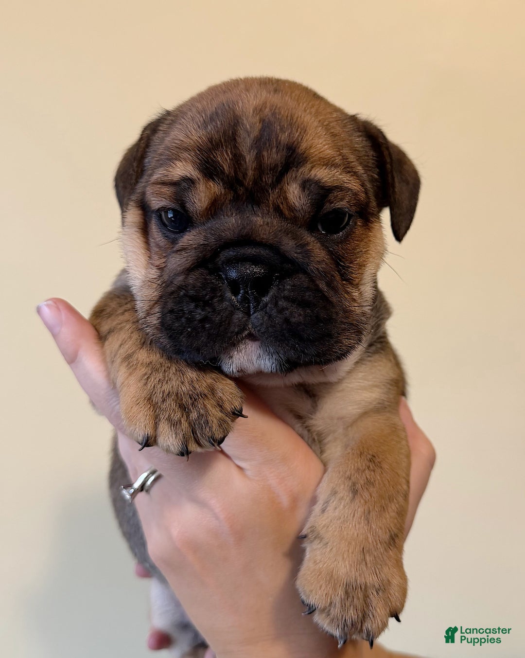 English Bulldog dogs for sale: Biscuits - Ad 4
