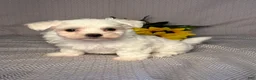 Maltese dogs for sale: Rocky - Ad 4