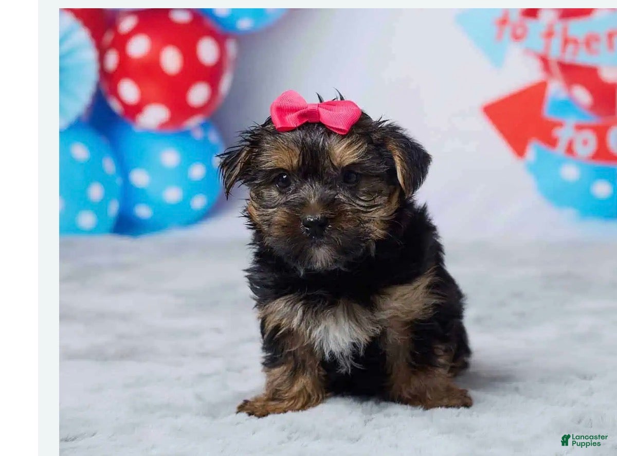 Yorkshire Terrier dogs Xena - Ad 2