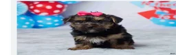 Yorkshire Terrier dogs for sale: Xena - Ad 2