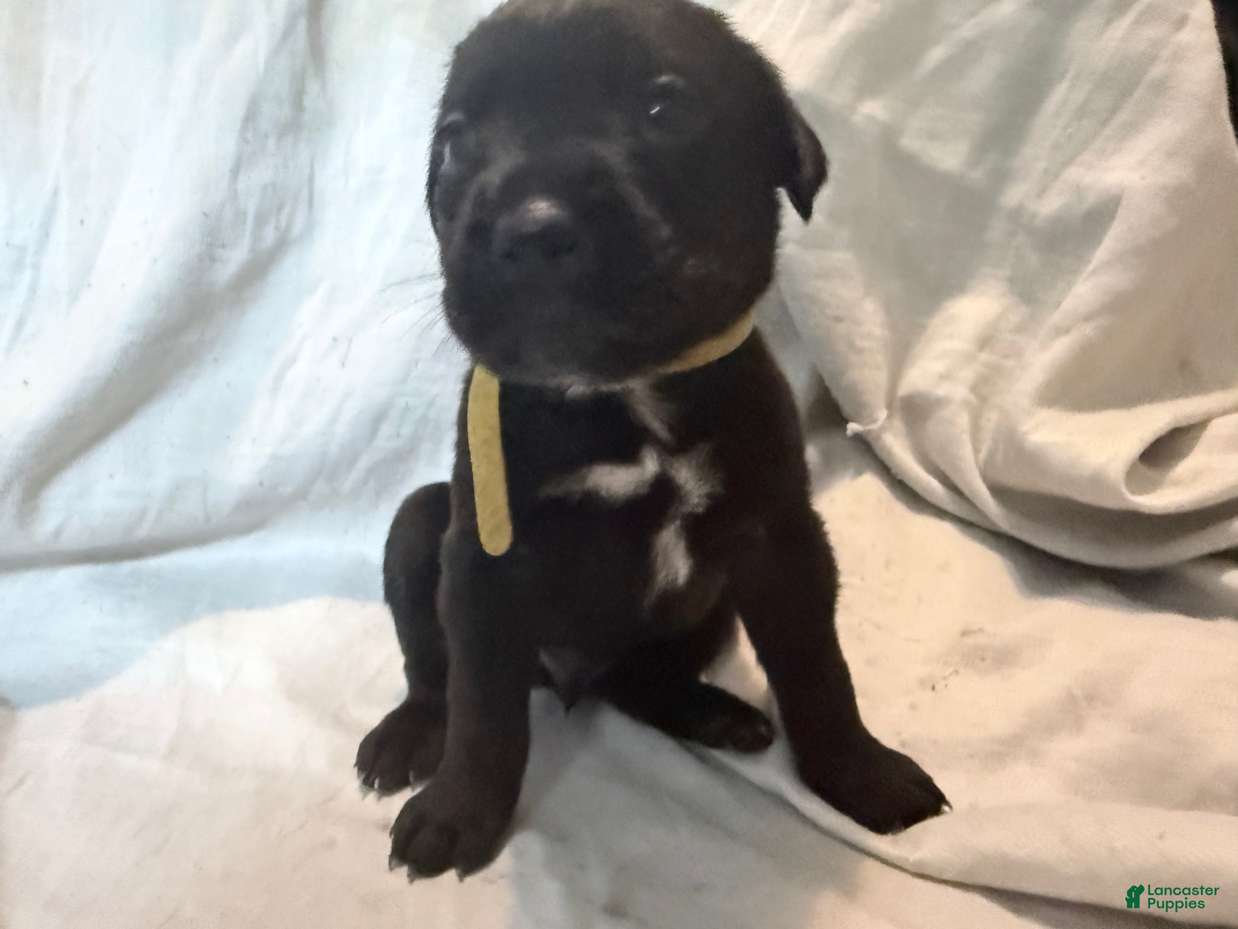 Cane Corso dogs Crowley AKC yellow collar - Ad 12