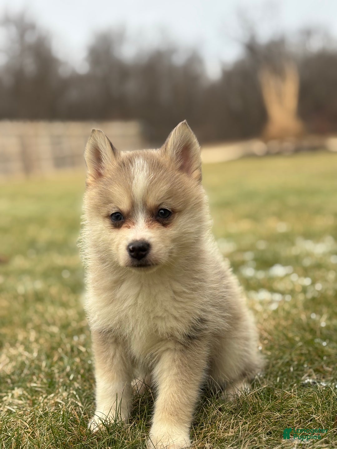 Pomsky dogs for sale: Tyler - Ad 1