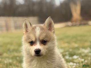 Pomsky dogs Tyler - Ad 8