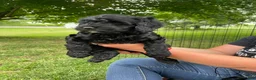 Miniature Poodle dogs for sale: Whit - Ad 3