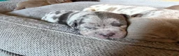American Bully dogs for sale: Junior - Ad 9