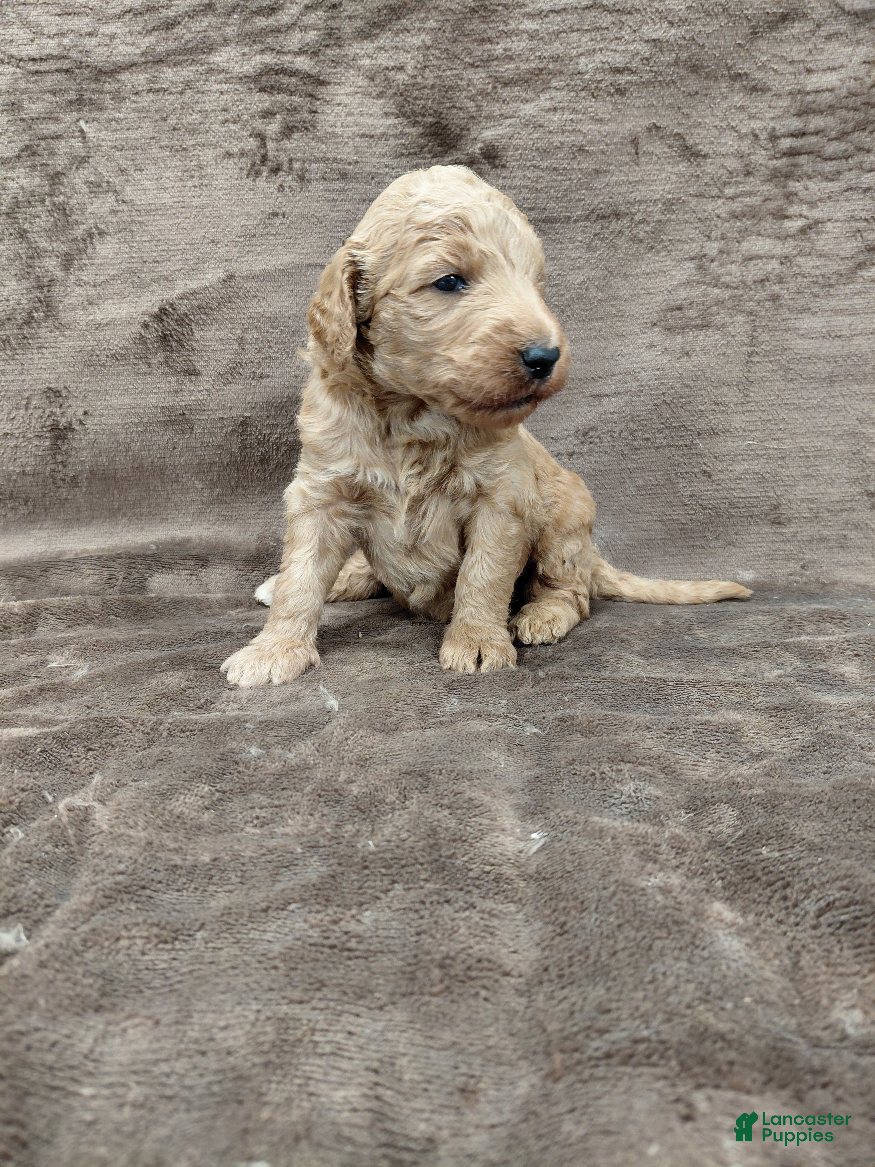 Goldendoodle dogs Finn Standard  - Ad 24