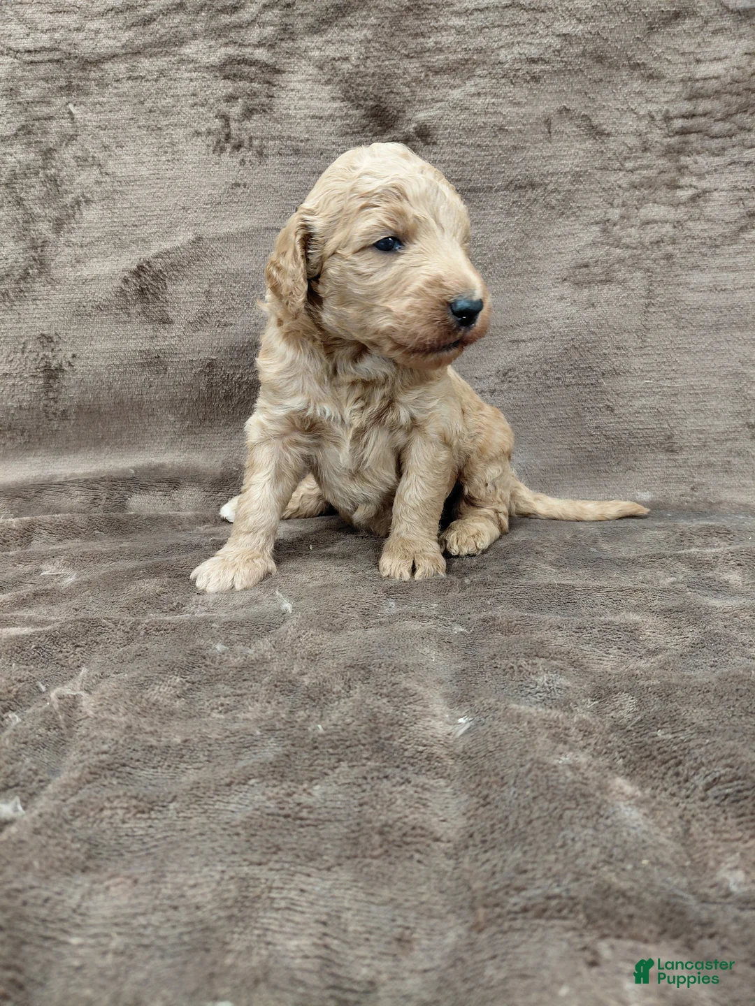 Goldendoodle dogs for sale: Finn Standard  - Ad 1