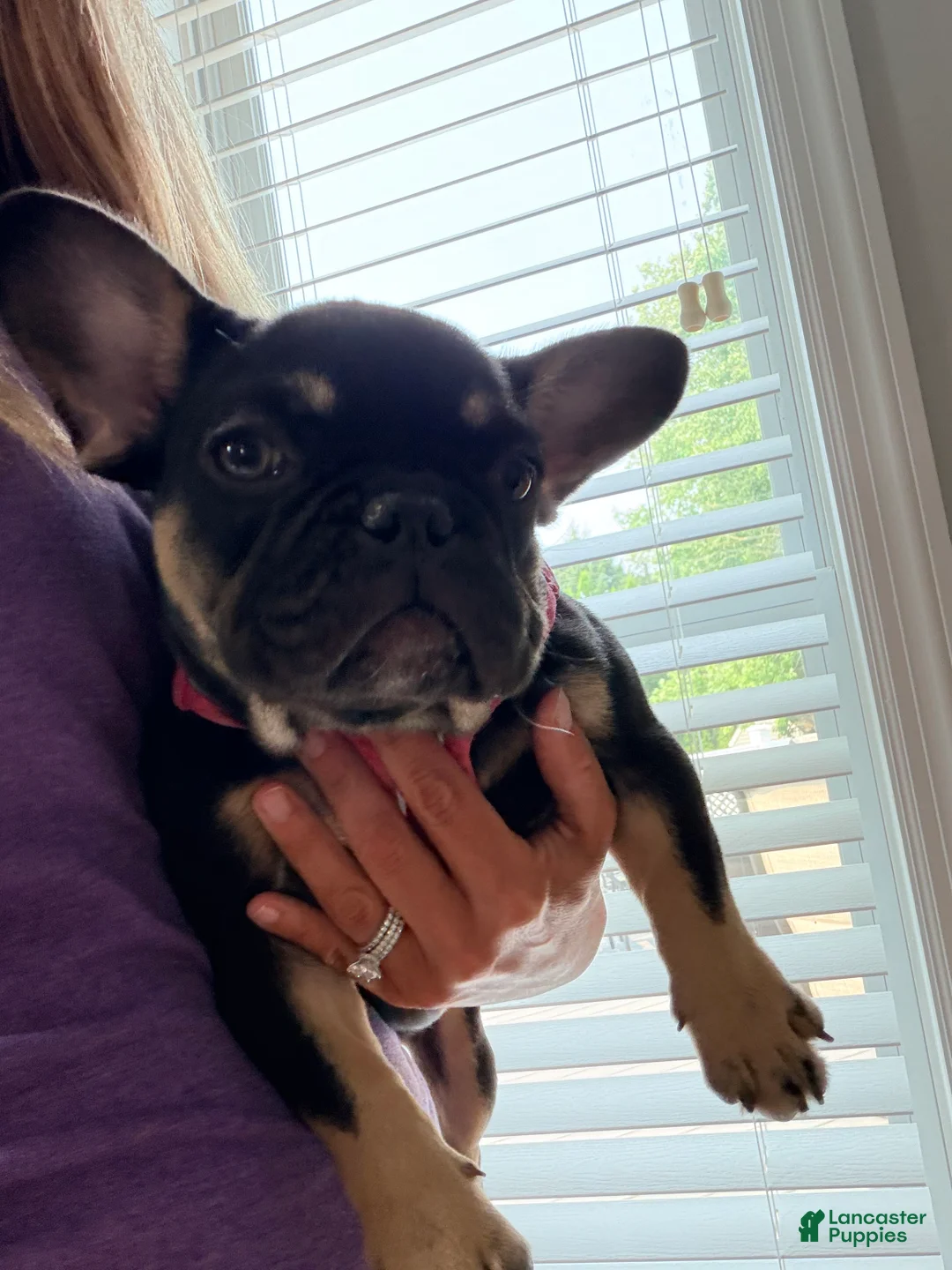 French Bulldog dogs for sale: Frenchie Female - Ad 2