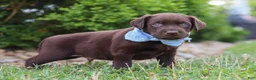 Labrador Retriever dogs for sale: Scout - Ad 5