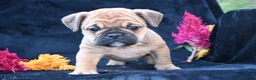 Mixed Breed dogs for sale: Princess - Ad 11