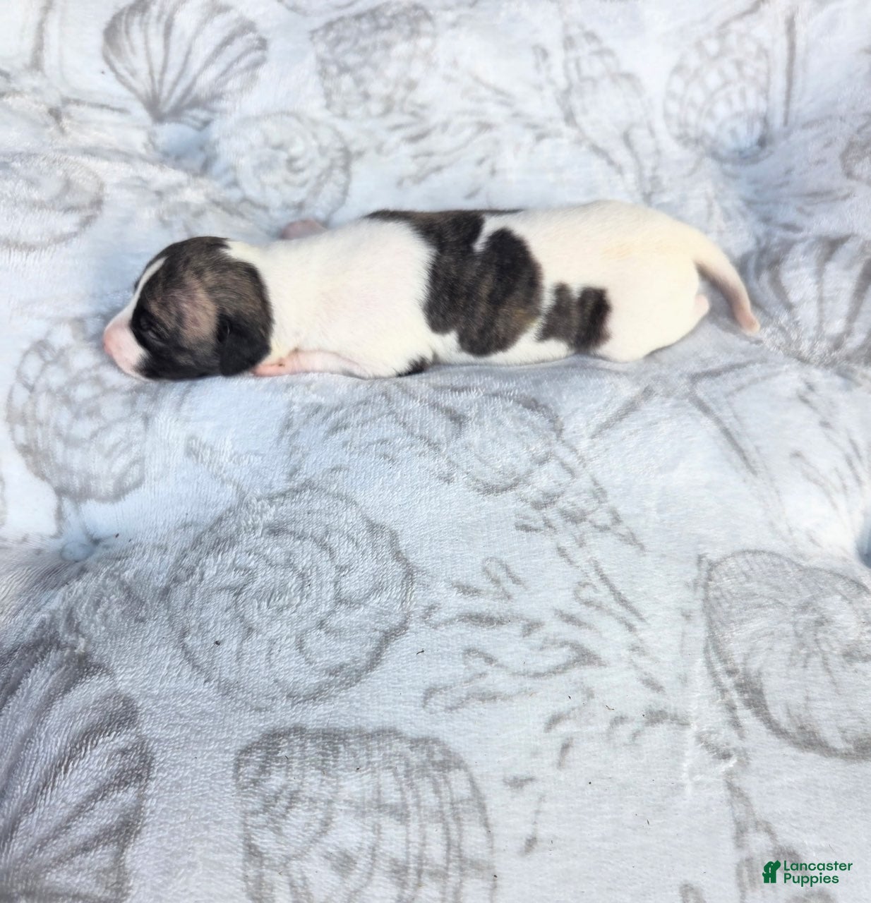 Whippet dogs Boy 8 - Ad 1