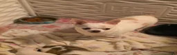 Chihuahua dogs for sale: Chihuahua 3 - Ad 24