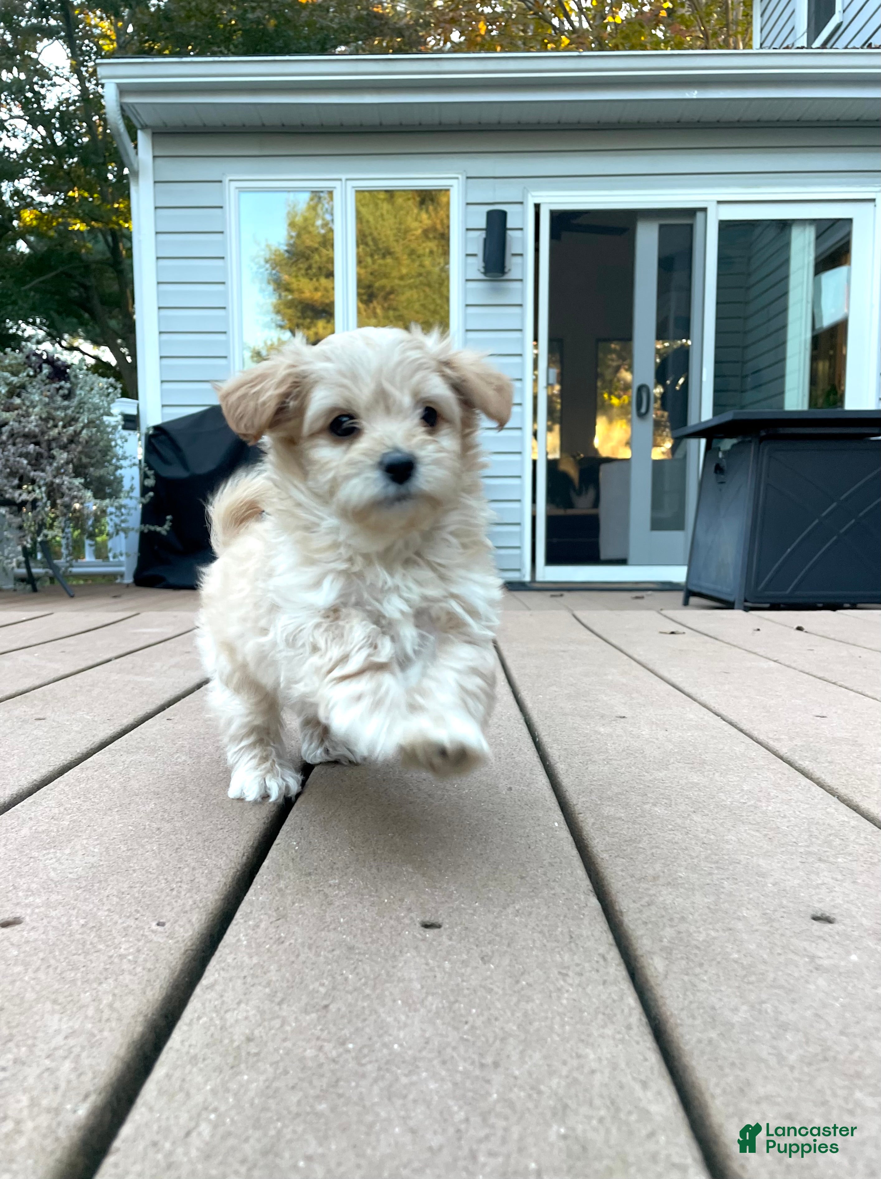 Maltipoo dogs for sale: Teddy - Ad 2