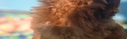 Cockapoo dogs for sale: Milan - Ad 19