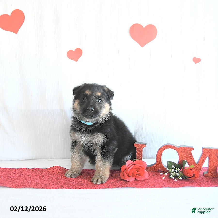 German Shepherd dogs Spencer - Ad 2