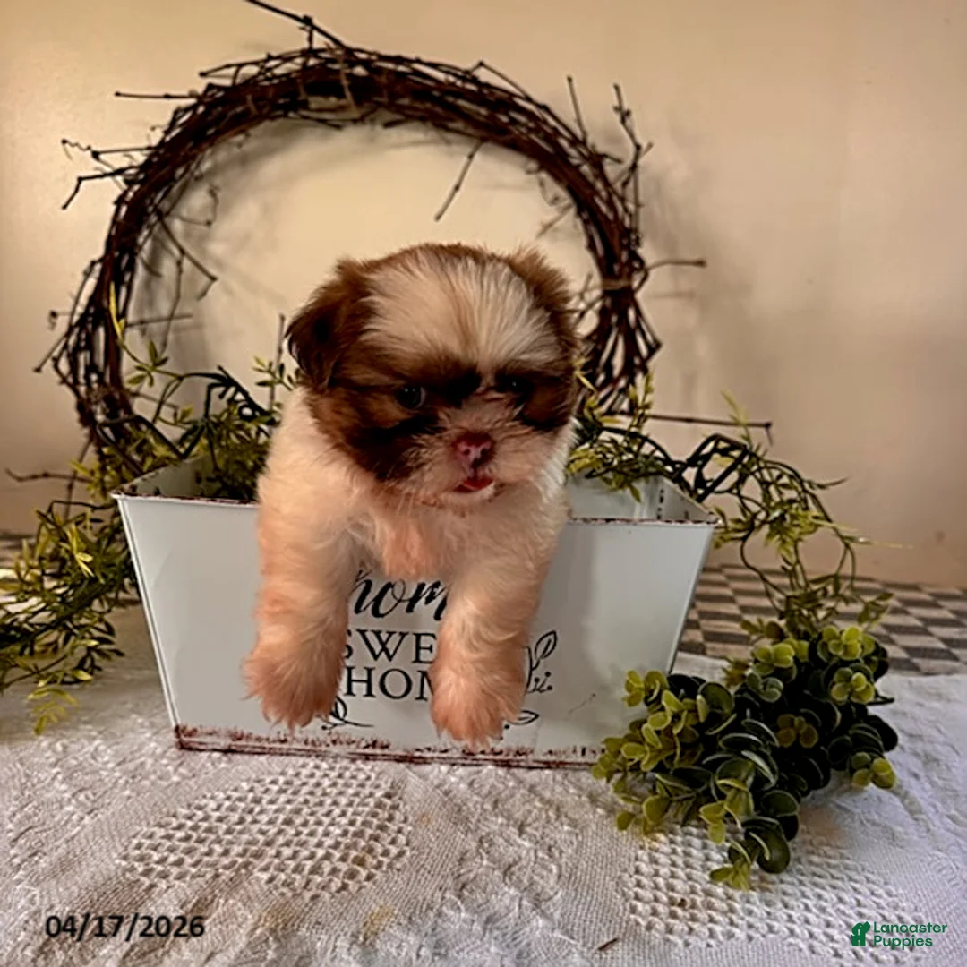 Shih Tzu dogs for sale: Jessica - Ad 3