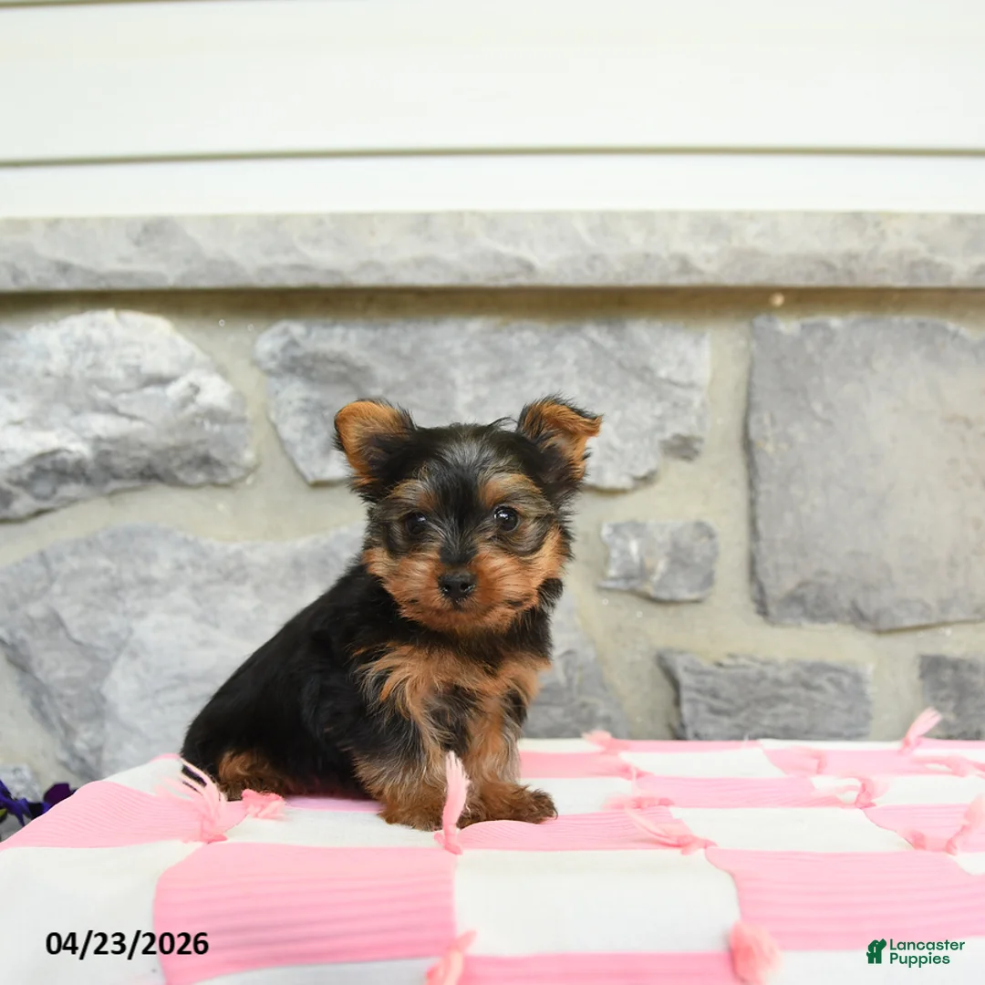 Yorkshire Terrier dogs for sale: Cocopuff - Ad 2
