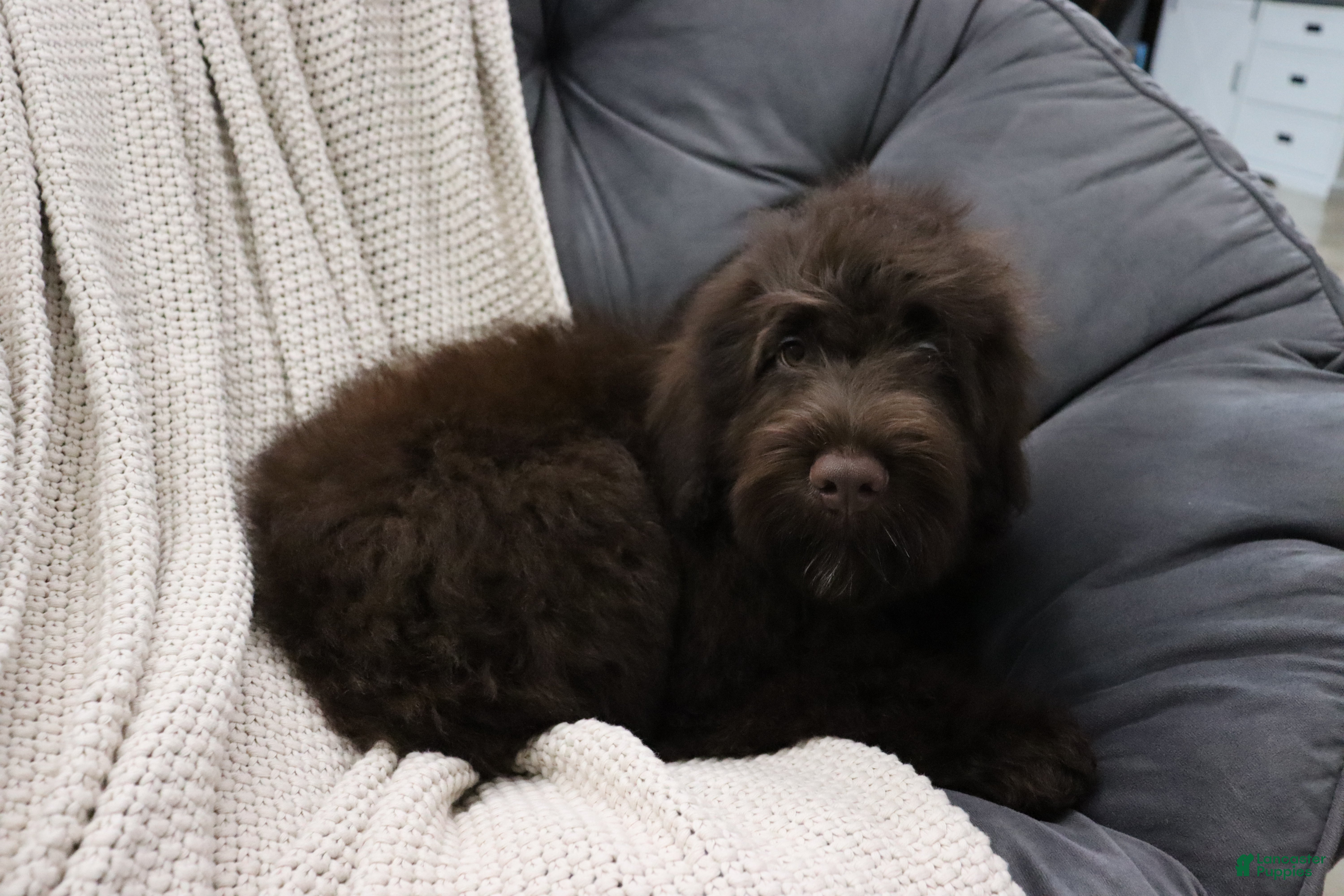 Portuguese Water Dog dogs Timmy - Ad 1