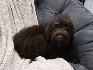 Portuguese Water Dog dogs Timmy - Ad 1