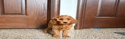 Cockapoo dogs for sale: Cockapoo male 1 - Ad 7