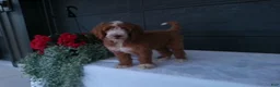 Goldendoodle dogs for sale: Ginger  - Ad 15