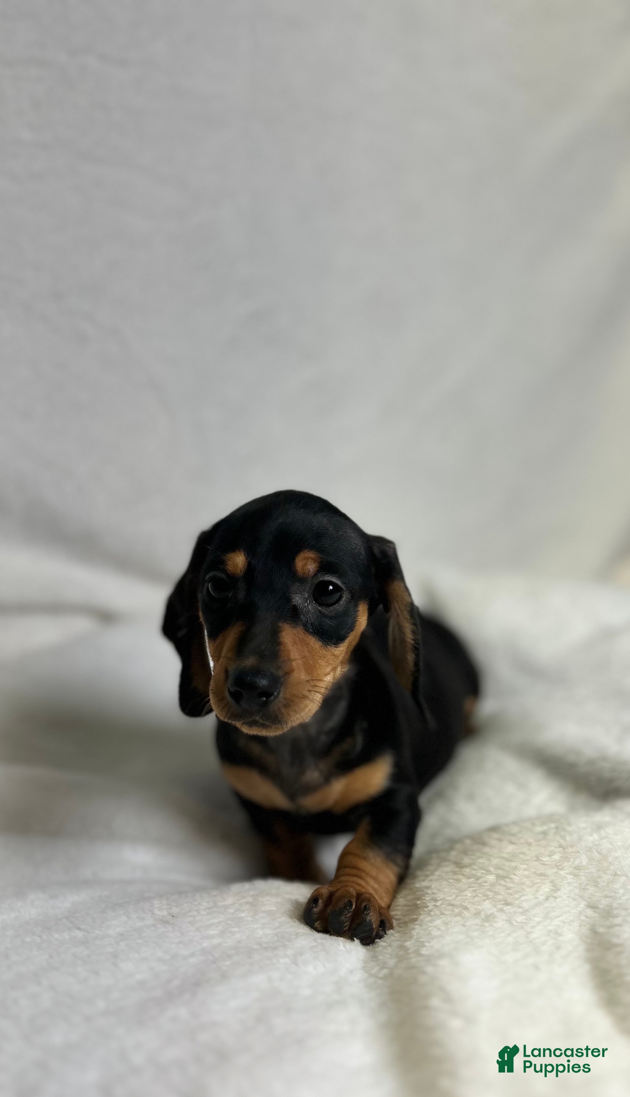 Waylon