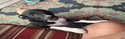 Rat Terrier dogs for sale: Abe - Ad 17