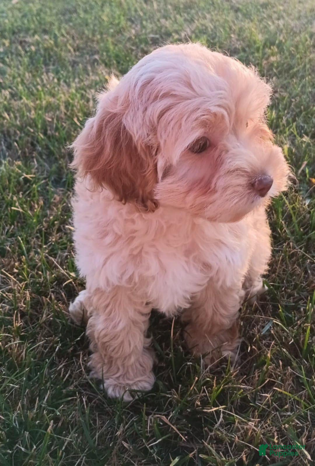 Cockapoo dogs Goldie - Ad 21