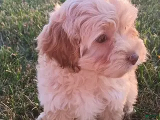 Cockapoo dogs Goldie - Ad 5