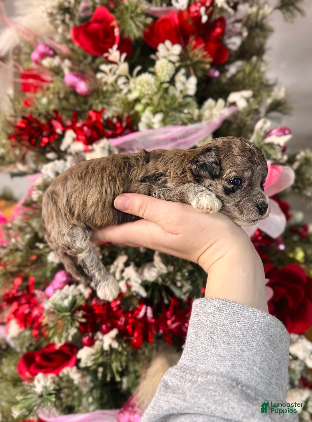 Cockapoo dogs for sale: Cockapoo Puppy 1 - Ad 2