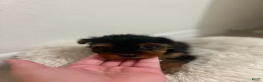 Yorkshire Terrier Puppy 3