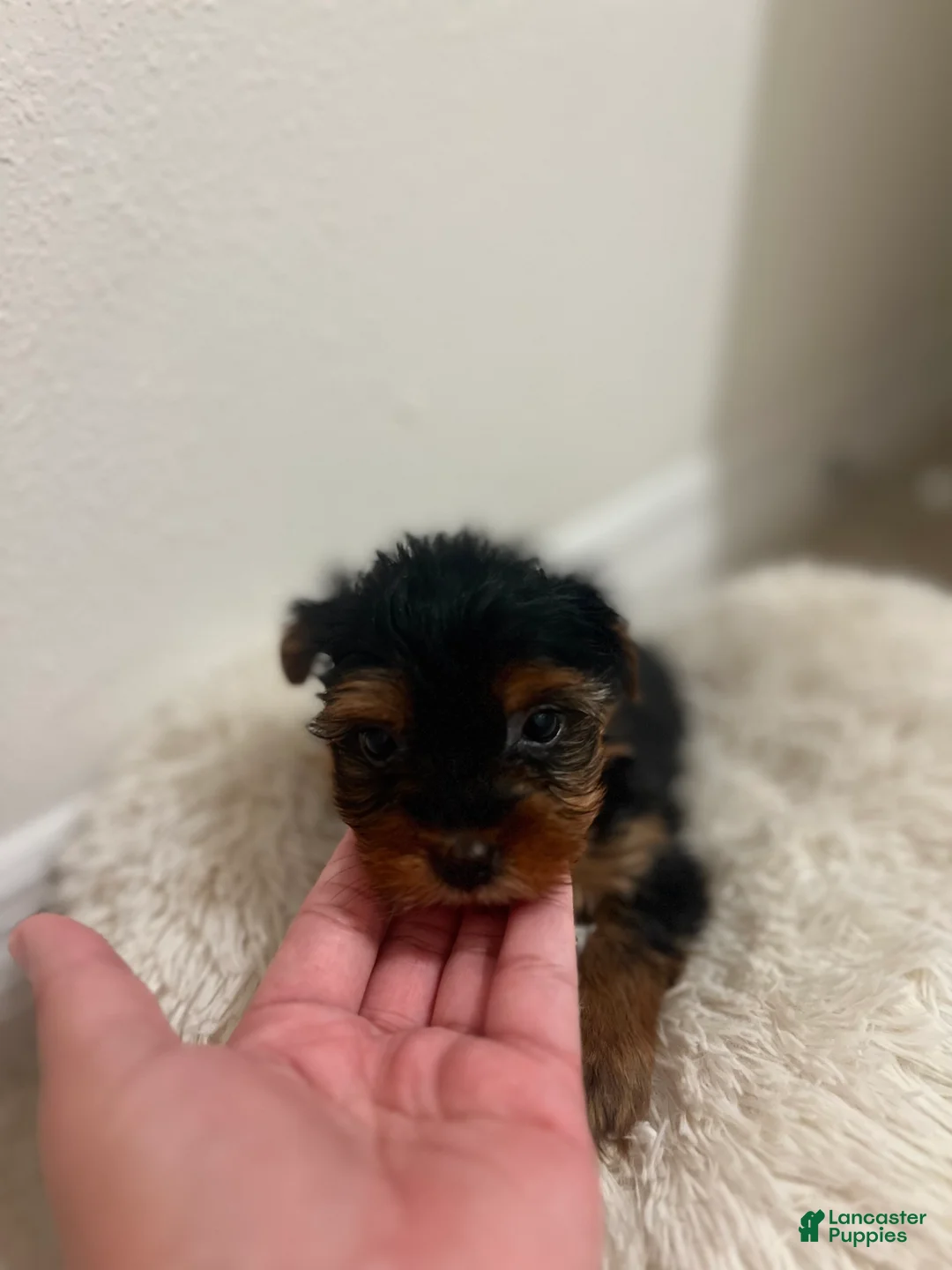 Yorkshire Terrier dogs for sale: Yorkshire Terrier Puppy 3 - Ad 1
