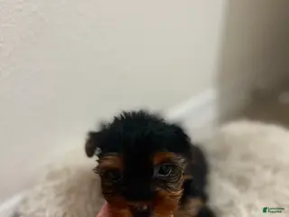 Yorkshire Terrier dogs Yorkshire Terrier Puppy 3 - Ad 13