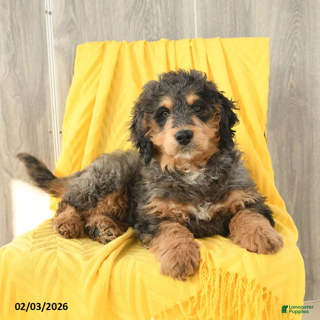 Mini Bernedoodle dogs for sale: Sawyer - Ad 3