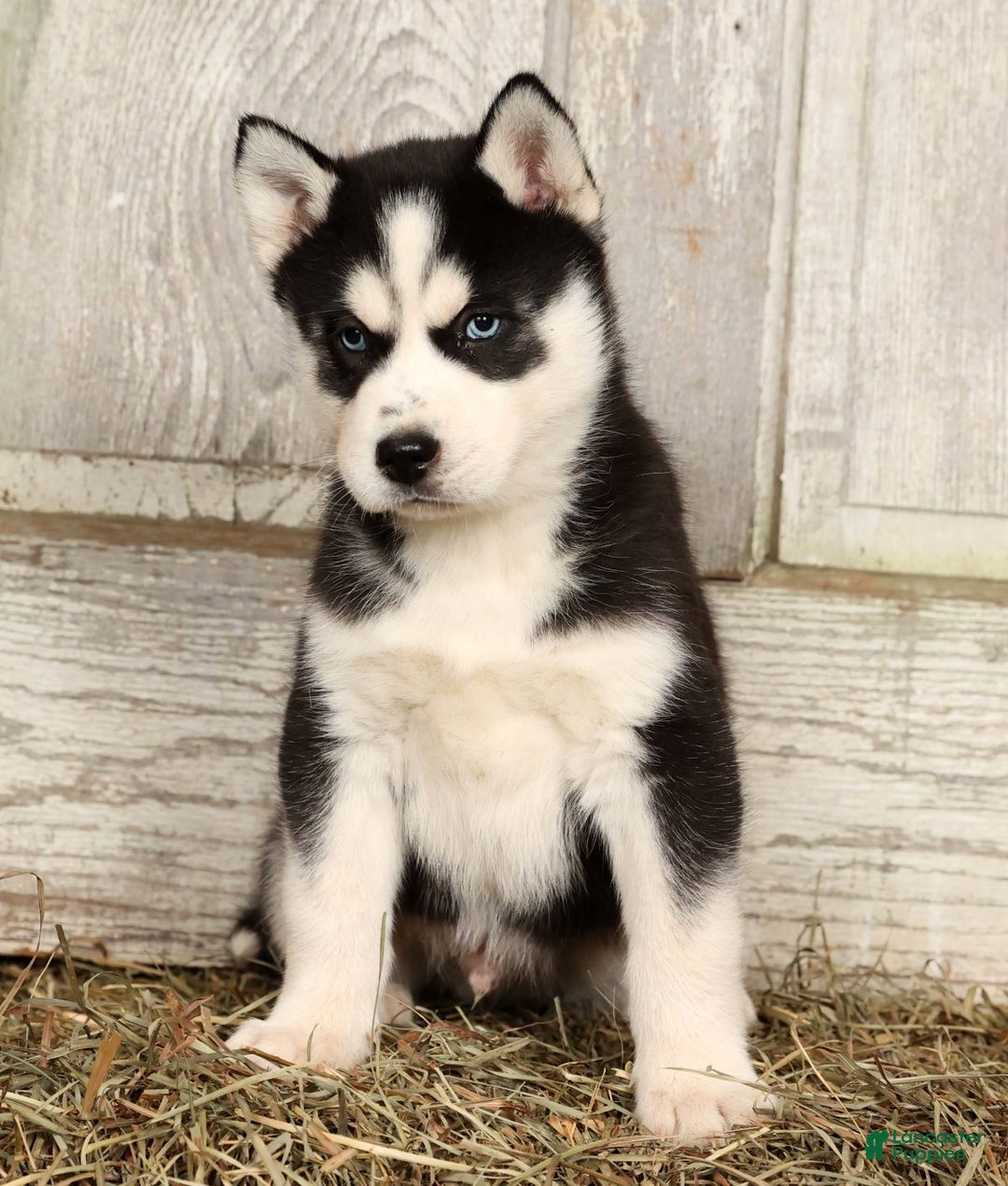 Siberian Husky dogs for sale: Royal - Ad 5