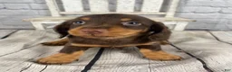 Miniature Dachshund dogs for sale: Bonnie - Ad 10