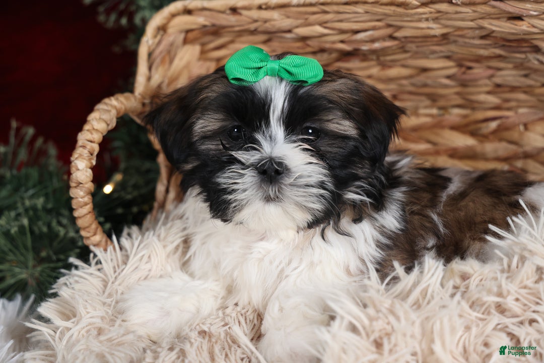 Shih Tzu dogs for sale: Pepper - Ad 4