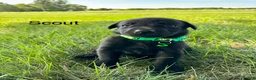 Labrador Retriever dogs for sale: scout - Ad 8