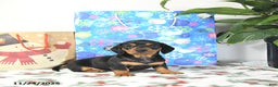 Miniature Dachshund dogs for sale: Lucky - Ad 1
